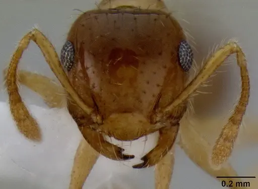 Crematogaster binghamii specimen