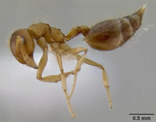 Crematogaster binghamii specimen