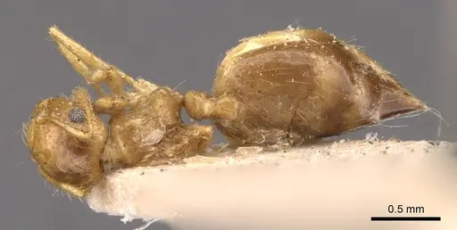 Crematogaster binghamii - CASENT0908366