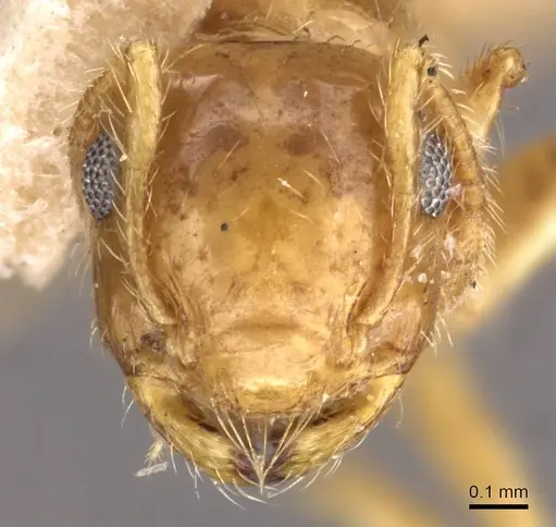 Crematogaster binghamii - CASENT0908366
