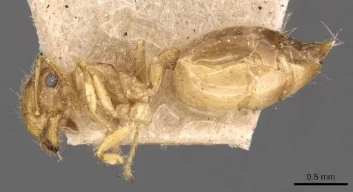 Crematogaster binghamii - CASENT0908366