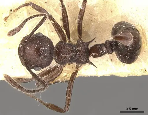 Crematogaster bingo specimen