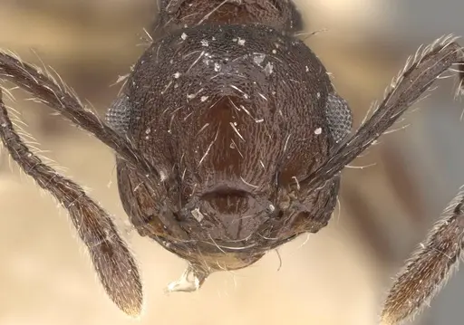 Crematogaster bingo specimen
