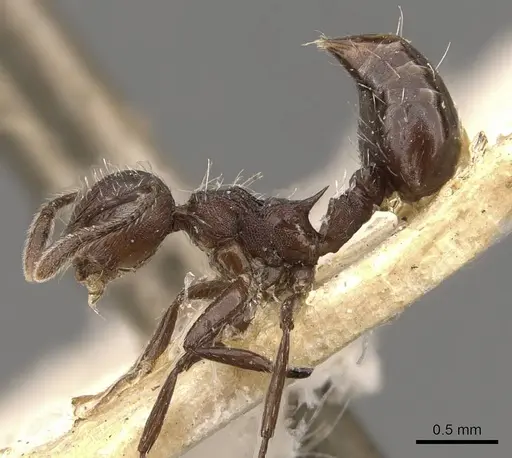 Crematogaster bingo specimen