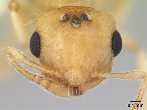 Crematogaster biroi specimen