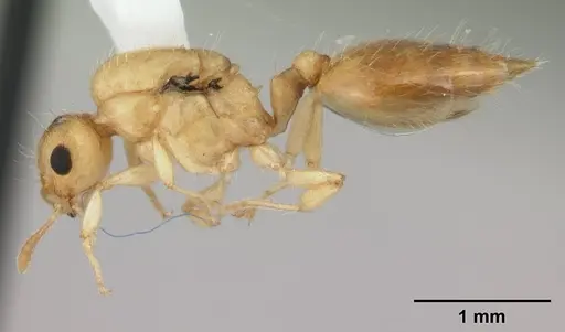 Crematogaster biroi specimen