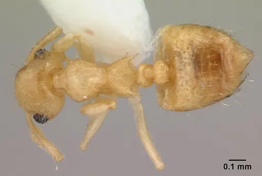 Crematogaster biroi - CASENT0178365