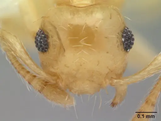 Crematogaster biroi - CASENT0178365