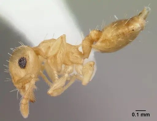 Crematogaster biroi - CASENT0178365