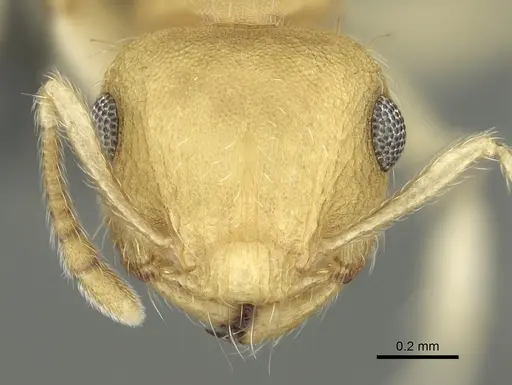 Crematogaster biroi - CASENT0906675