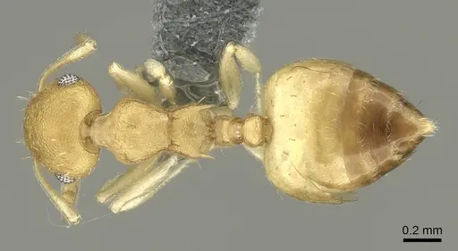 Crematogaster biroi - CASENT0906676