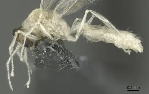 Crematogaster biroi - CASENT0906677