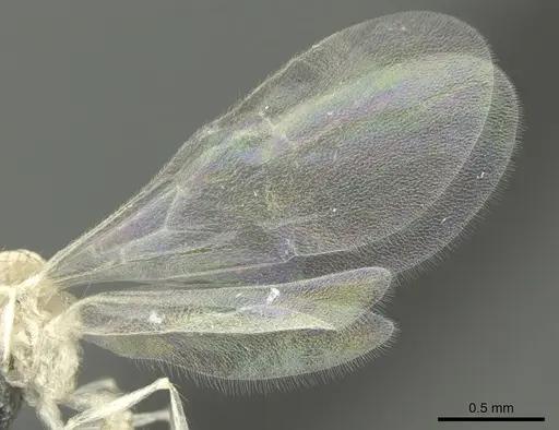 Crematogaster biroi - CASENT0906677