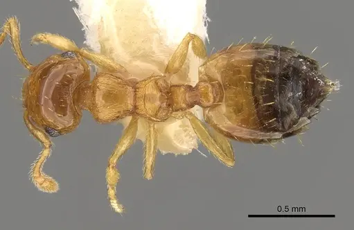 Crematogaster biroi - CASENT0914303