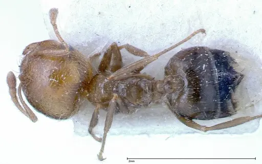Crematogaster bison specimen