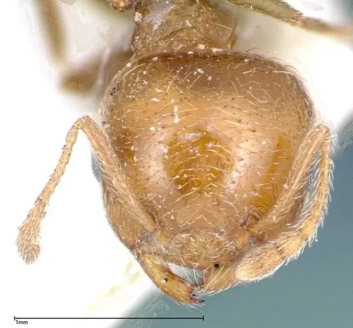 Crematogaster bison specimen