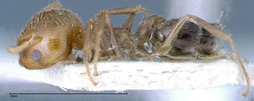 Crematogaster bison specimen