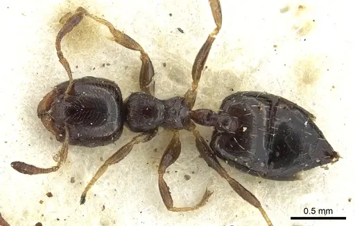 Crematogaster boera specimen