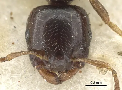 Crematogaster boera specimen