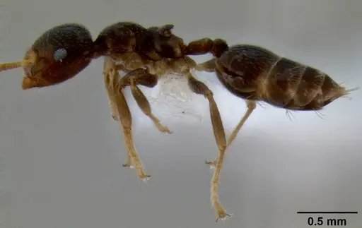 Crematogaster borneensis specimen