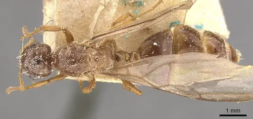 Crematogaster borneensis - CASENT0908446