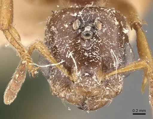 Crematogaster borneensis - CASENT0908446