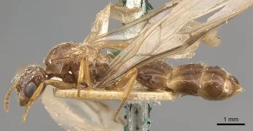 Crematogaster borneensis - CASENT0908446