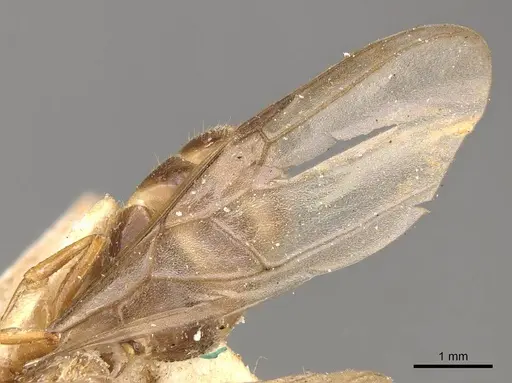 Crematogaster borneensis - CASENT0908446