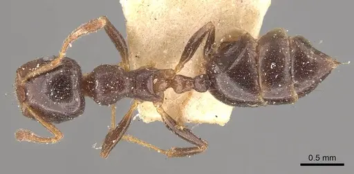Crematogaster borneensis - CASENT0908447