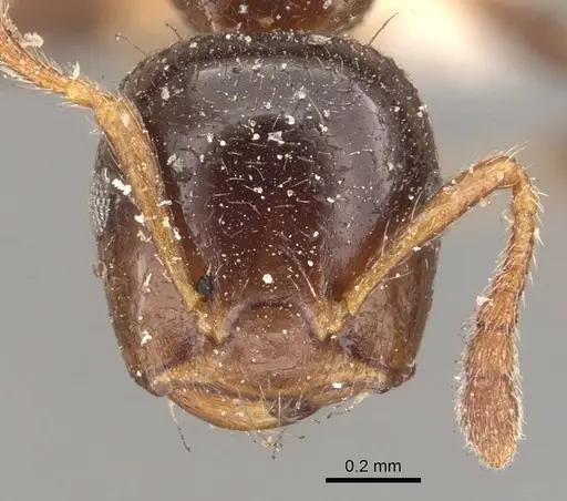 Crematogaster borneensis - CASENT0908447