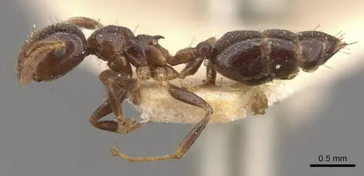 Crematogaster borneensis - CASENT0908447