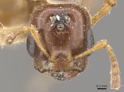 Crematogaster borneensis - CASENT0908450