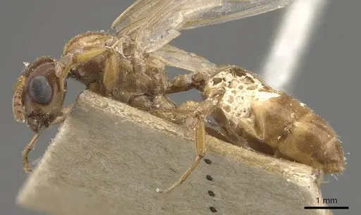 Crematogaster borneensis - CASENT0908450