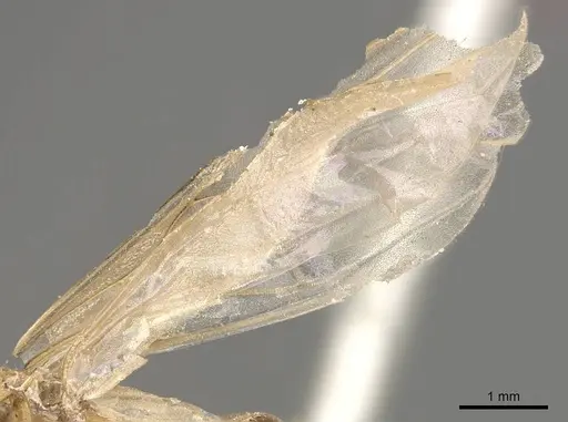 Crematogaster borneensis - CASENT0908450