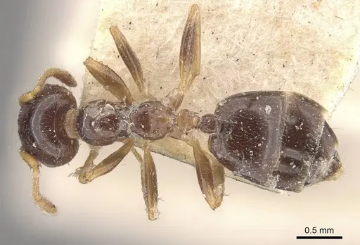 Crematogaster borneensis - CASENT0908451