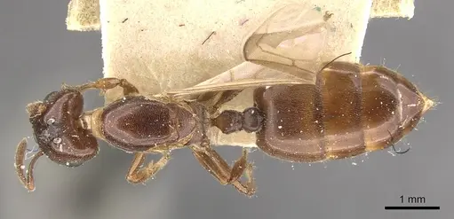 Crematogaster borneensis - CASENT0908456