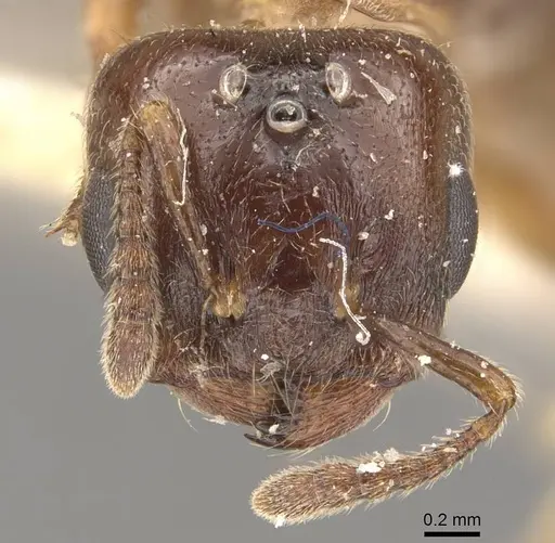 Crematogaster borneensis - CASENT0908456
