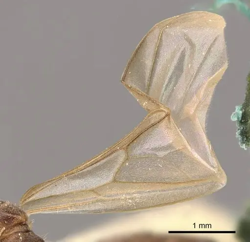 Crematogaster borneensis - CASENT0908456