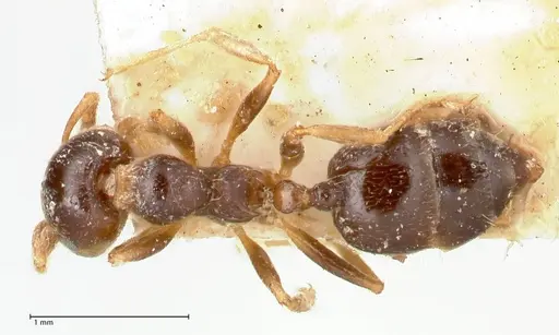 Crematogaster borneensis - FOCOL0651