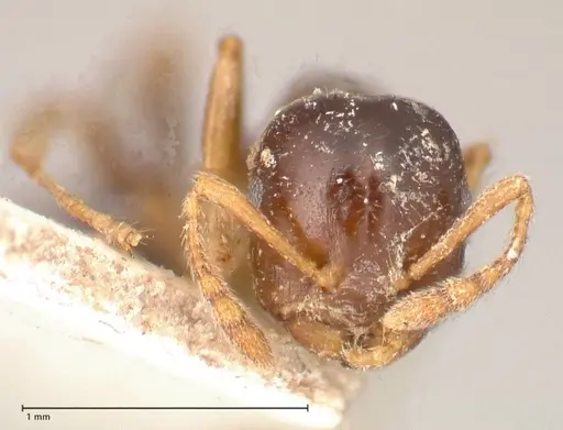 Crematogaster borneensis - FOCOL0651