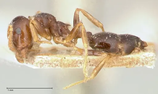 Crematogaster borneensis - FOCOL0651
