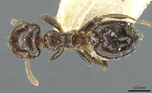Crematogaster bouvardi specimen