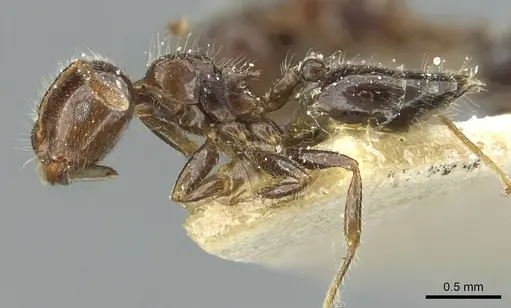 Crematogaster bouvardi specimen