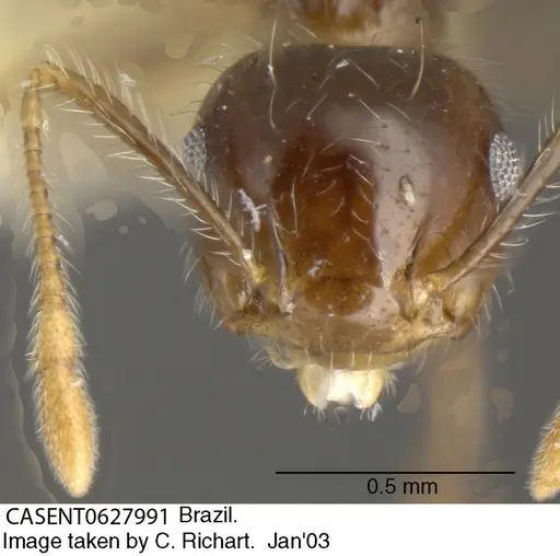 Crematogaster brasiliensis specimen