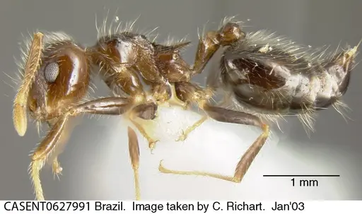 Crematogaster brasiliensis specimen