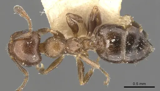 Crematogaster brevidentata specimen