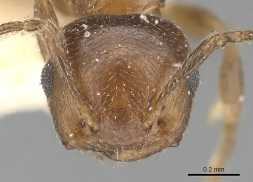 Crematogaster brevidentata specimen