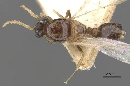 Crematogaster brevimandibularis specimen