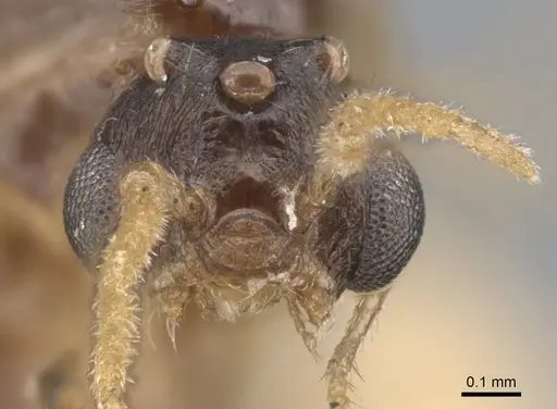 Crematogaster brevimandibularis specimen