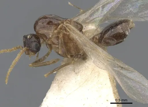 Crematogaster brevimandibularis specimen